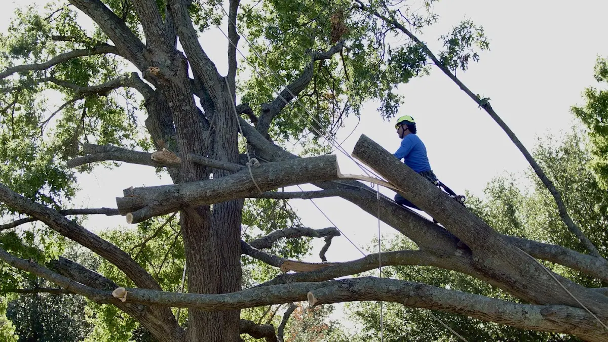 Professional Crown Thinning performed by certified arborists in Jeffrey City
